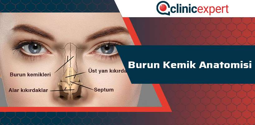 burun-kemik-anatomisi-cln